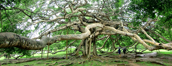 logo-monkipoddo01[1]