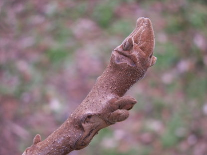 KONICA MINOLTA DIGITAL CAMERA