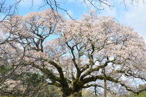 yamazakura_2